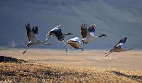 Bhutan Birds
